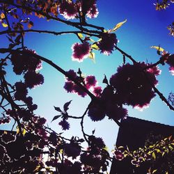 Low angle view of pink flowers