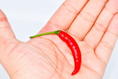 Close-up of hand holding red chili pepper over white background