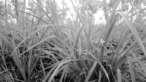 Close-up of wheat growing on field