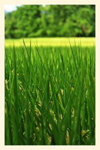 Close-up of grassy field