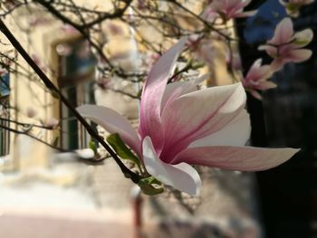 Close-up of pink flower