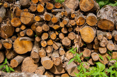 Full frame shot of logs in forest