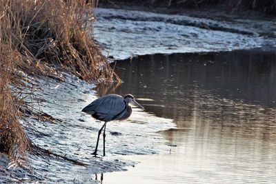 Great blue heron at the shoreline 