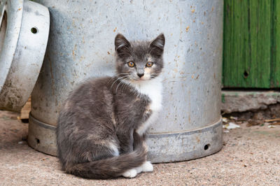 Portrait of cat sitting outdoors