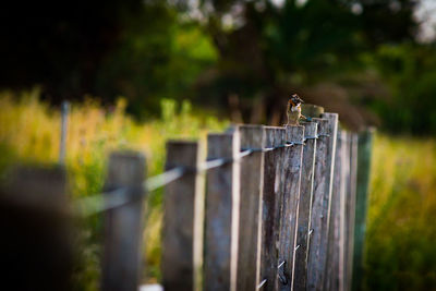 Bird perching on wooden post