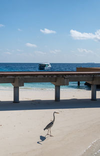 View of seagulls on beach