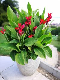 Close-up of red flowers blooming outdoors