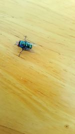 High angle view of fly on wooden table