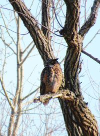 Low angle view of bird perching on tree