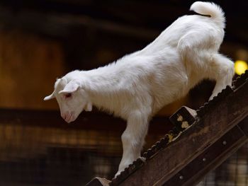 Close-up of young goat on ladder