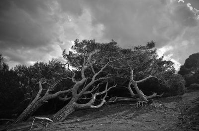 Low angle view of trees against sky