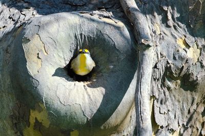 Close-up of bird perching on tree trunk