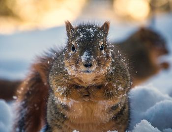 Close-up portrait of squirrel in winter