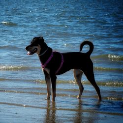 Dog standing on beach