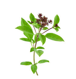 Close-up of plant leaves against white background