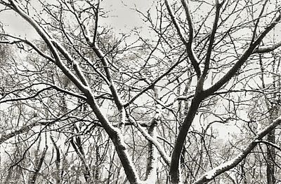 Low angle view of bare trees against sky