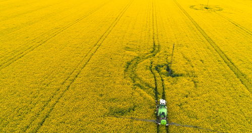 Full frame shot of yellow flowering plants on field