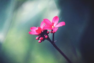 Close-up of pink flower blooming outdoors