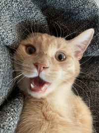 Close-up portrait of tabby cat on sofa