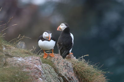 Puffin birds at bullers of buchan