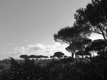 Trees on field against sky