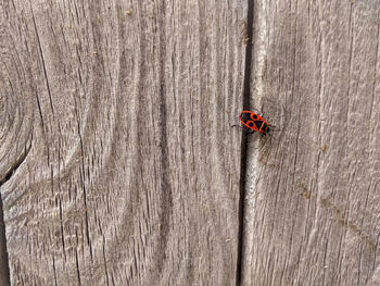 Directly above shot of ladybug on wooden plank