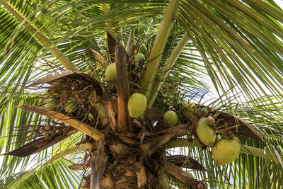 Low angle view of coconut palm tree