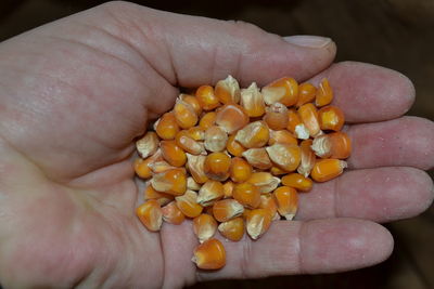 Cropped hand holding corn kernels