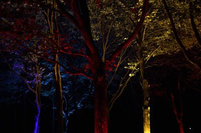 Low angle view of trees in forest