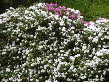 White flowering plant in field