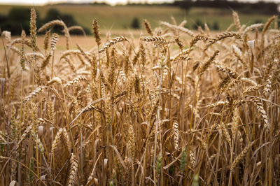 Crops growing on field