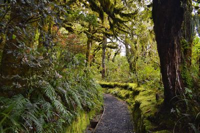 View of trees in forest