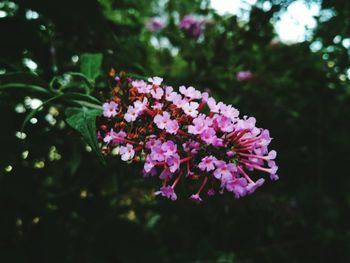 Close-up of flowers blooming outdoors