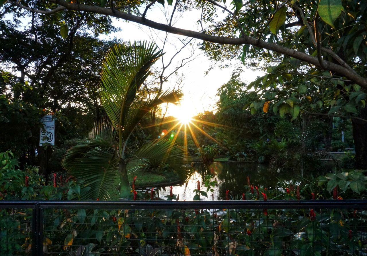 tree, lens flare, sunbeam, growth, sun, nature, sunlight, beauty in nature, outdoors, real people, plant, day, leaf, branch, men, sunset, sky, people