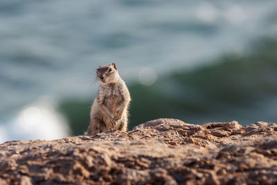 Close-up of meerkat on rock