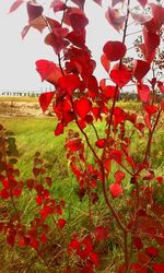 Close-up of red flowers blooming in park