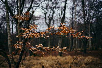 Orange leafs at autumn