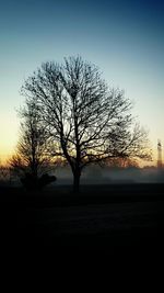 Bare trees on field at sunset