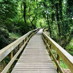 Wooden footbridge along trees in forest