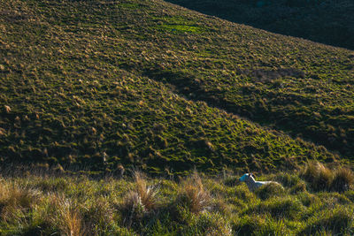 hill