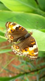 Close-up of butterfly on leaf