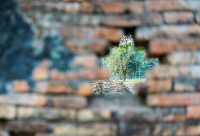 Close-up of plant against wall