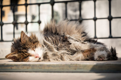 Close-up of cat sleeping outdoors