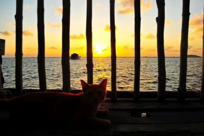 Cat looking at sea during sunset