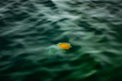 High angle view of jellyfish swimming in sea