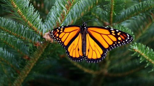 Close-up of butterfly on leaf