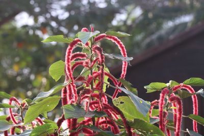 Close-up of red berries growing on tree