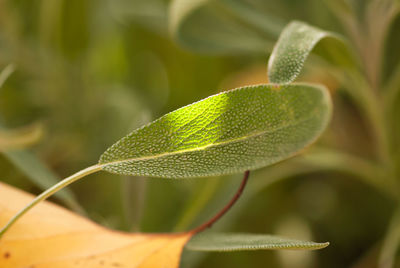 Close-up of green leaves