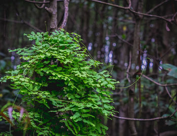 Green tree branch in forest