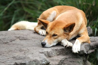 Portrait of a resting australian native dingo